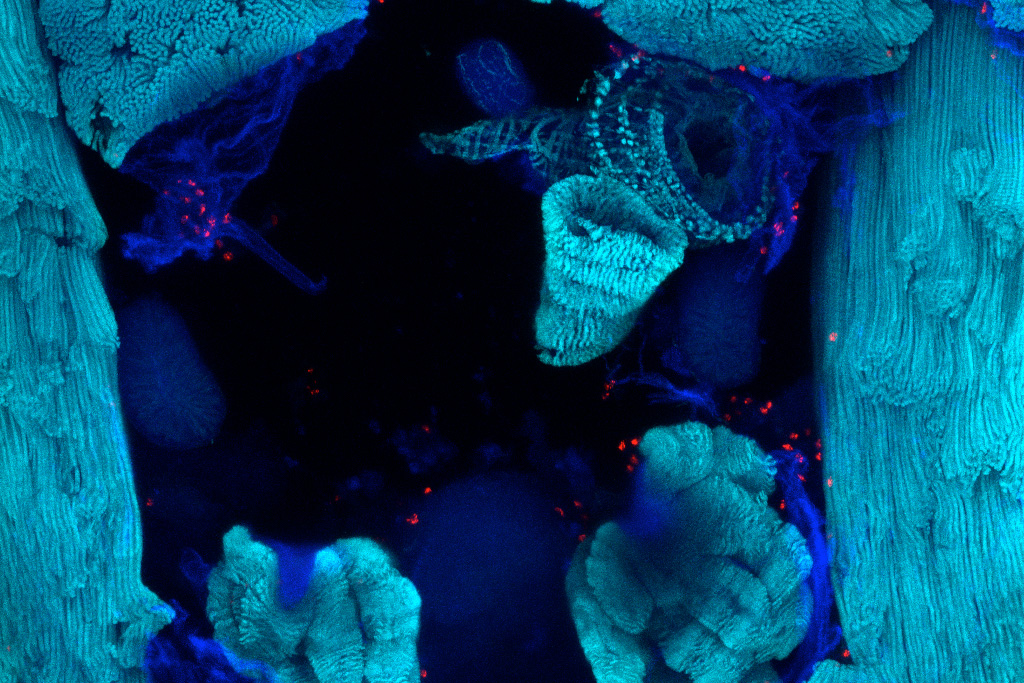 Fruit Fly Blood and Muscle
