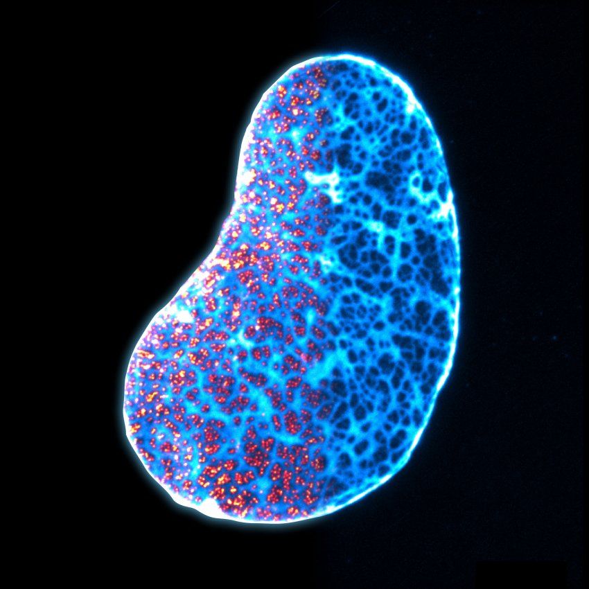 Microscopic image of nuclear lamina and pores