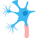 A graphic illustration of a neuron.