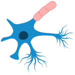 A graphic illustration of a neuron and the myelin coating that protects the neuron sheath.
