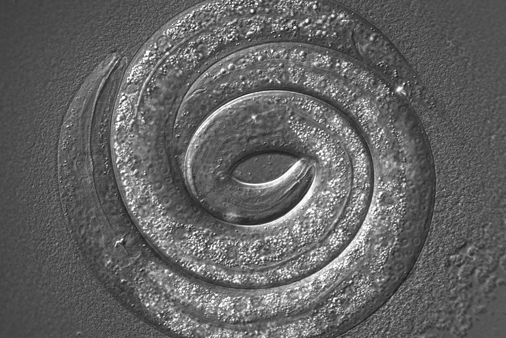 Two Nematode Worms (Caenorhabditis elegans)